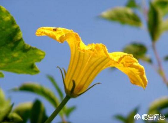 悟空问答 南瓜只开雄花 不开雌花 怎么办 7个回答