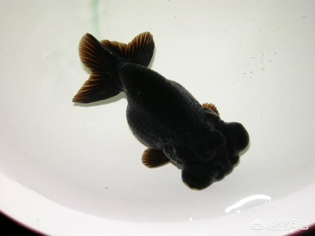 水族冷水机:天气热了，你怎么给鱼降温？