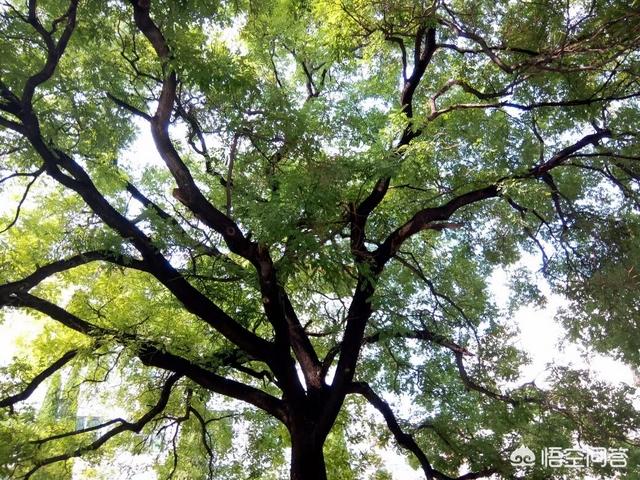 孟州滨河公园荷花花期多少天:孟州滨河公园赏荷花最好时间 河南有哪些赏花的好地方？