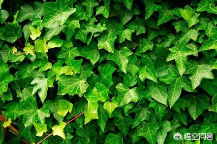 橡皮树图片:在家里养什么绿色植物容易存活？
