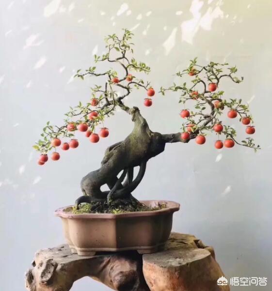 金喜庆:金弹子什么时候摘叶比较好？