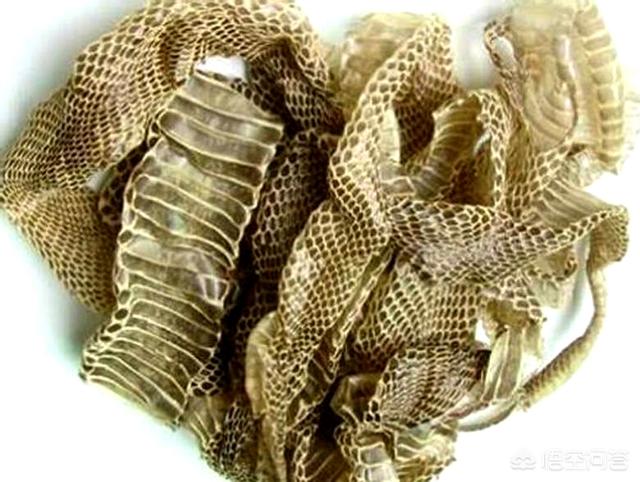 美女帮蛇蜕皮视频:农村，有人收藏蛇蜕下来的皮，有什么用处？