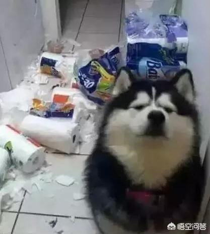 柯基幼犬喜欢咬东西:如何训练柯基幼犬不乱咬东西？