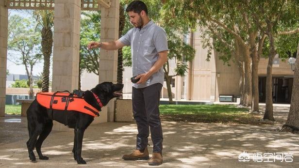 警犬试穿新款背心:警犬侠是否是隐藏实力的高手？ 警犬新款背心