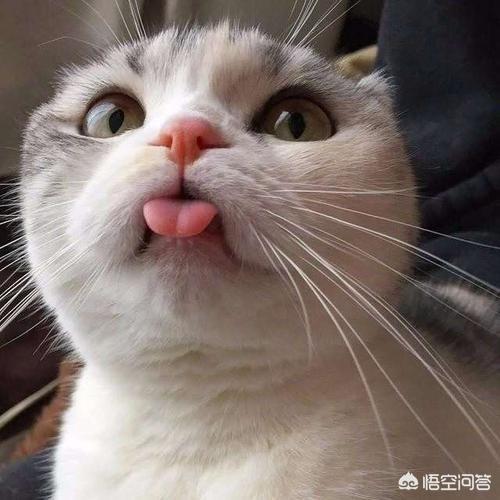 猫咪不乖by:猫猫犯了错，你们打不打？该怎么处理？