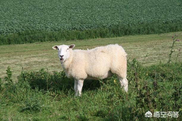 goat是什么意思，十二生肖中的羊，是山羊还是绵羊