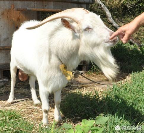 羊只骟一个蛋(农村老人说"一个羊蛋七副药"真的假的?有道理吗?