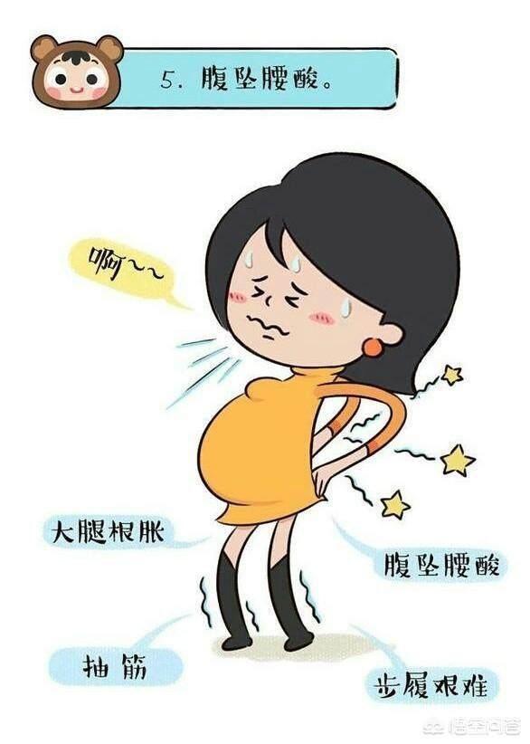 松狮狗生产前的预兆:产前一周有什么预兆？正常的表现是怎样的？