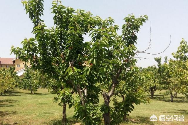 樱桃树干留焦十大名狗怎么治:怎样治疗樱桃树皮里的红颈天牛 现在樱桃树上有部分枯叶怎么回事？