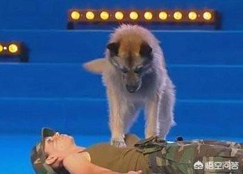 15个狗狗的感人故事:你能说出自家养的狗让你感动的事例吗？