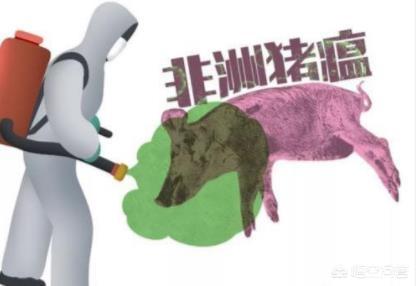 猪伪急性脑炎什么症状:急性非洲猪瘟有什么症状？
