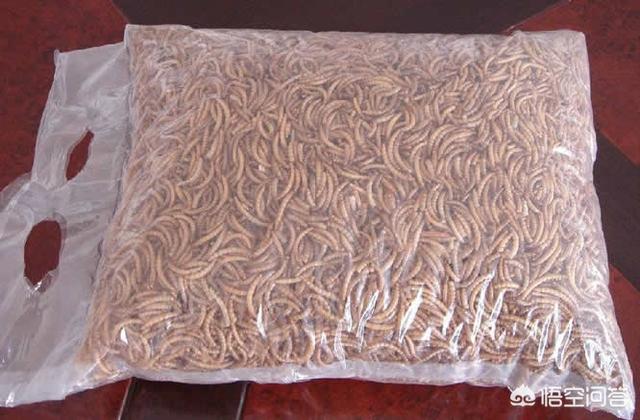 黄粉虫的养殖技术:有没有养黄粉虫的技术资料？