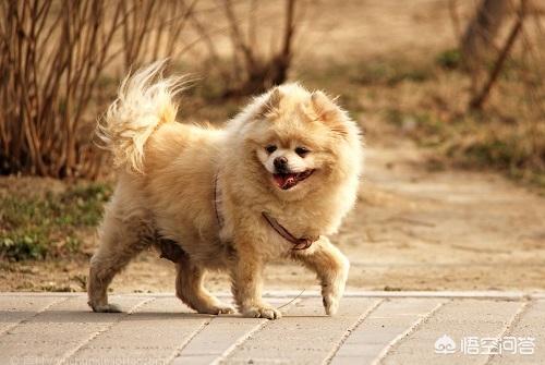 博美犬图片:博美尿尿带血是为什么，博美尿尿带血严重吗？
