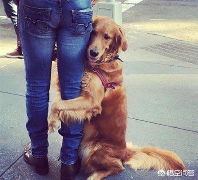 金毛犬性格好不好:一条狗性格好不好主要看哪几个方面？ 金毛犬的性格