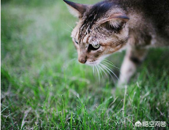 俏皮猫:猫咪太活泼了，怎么让它老实一点？