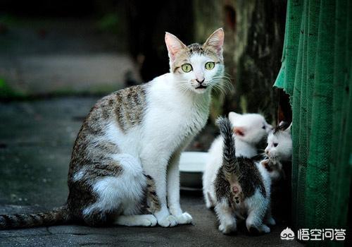 微信土耳其梵猫表情包:为什么不认识的猫，你叫猫咪，或者咪咪它会乖乖朝你走过来？ 土耳其梵猫动图表情包