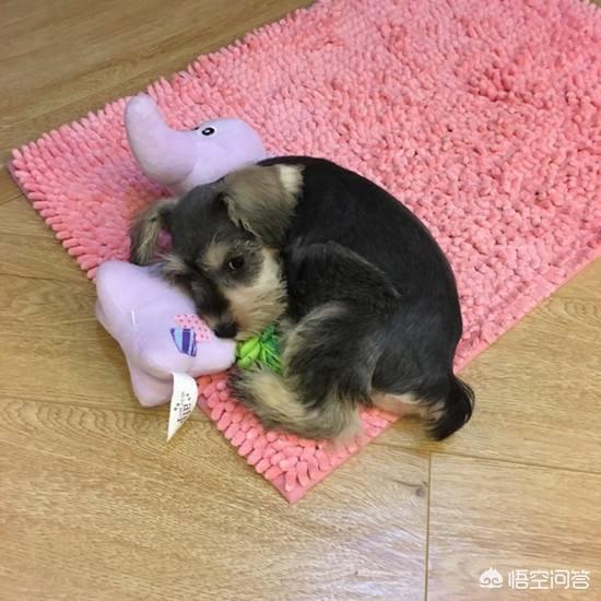 上海雪纳瑞俱乐部:泰迪和雪纳瑞比较，有什么优势吗？