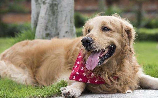 金毛体臭:金毛犬真的暖吗？金毛犬会有什么样的缺点？