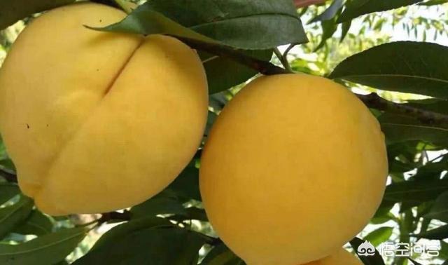 上海奉贤全区普遍出现7-8级阵风，想在家里种黄桃，该怎么选择品种坐标陕西咸阳