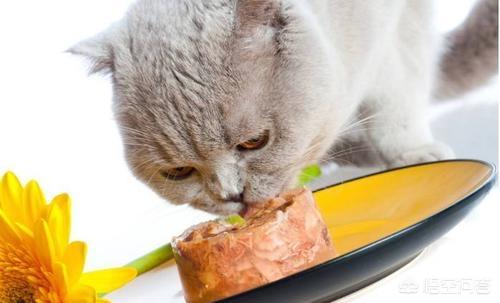 英短猫罐头推荐:十元以内的猫罐头推荐，给它伴着猫粮吃的那种？