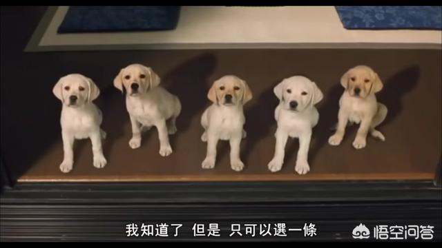 导盲犬小q下载:导盲犬小Q下载 如何评价日本电影《导盲犬小Q》？