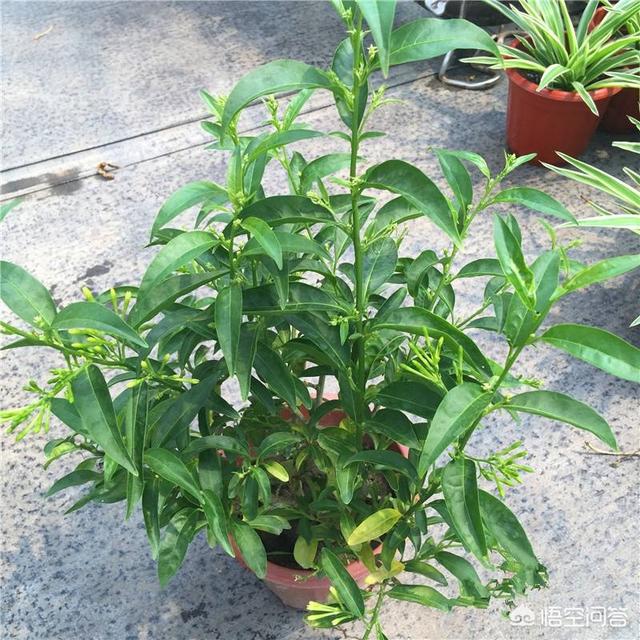 家里万万不要养这3种花,卧室不适合摆放什么花卉？