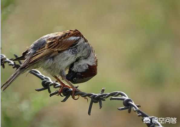 饲养全人类:为什么麻雀到处都有，却不能被人类饲养？