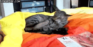 猫咪猎手:猫为什么咬尾巴兜圈子，还要发出叫声？
