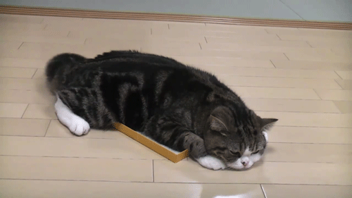 猫咪猎手:猫为什么咬尾巴兜圈子，还要发出叫声？