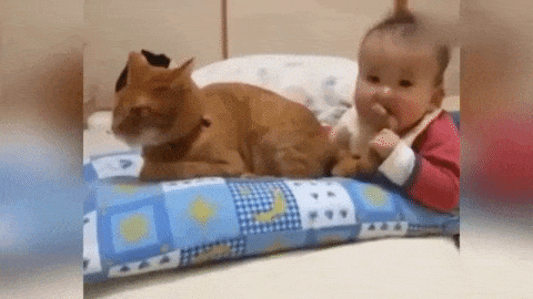 猫咪猎手:猫为什么咬尾巴兜圈子，还要发出叫声？