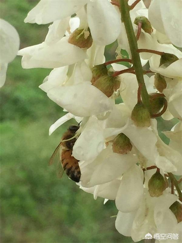 洋槐蜂蜜的作用与功效:槐花蜂蜜和洋槐蜂蜜有什么不同？