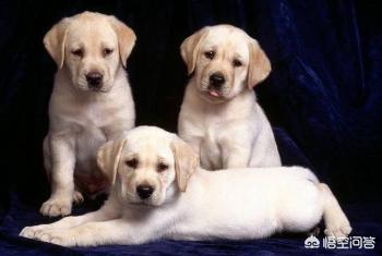成年拉布拉多犬价格:买一只纯种拉不拉多犬大概多少钱啊？