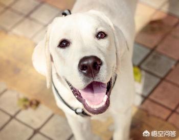 成年拉布拉多犬价格:买一只纯种拉不拉多犬大概多少钱啊？