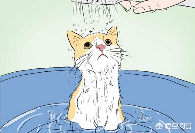 宠物医生手册免费阅读:猫的泪痕让毛变橙色，猫咪泪痕怎么擦的干净？ 宠物医生手册电子版