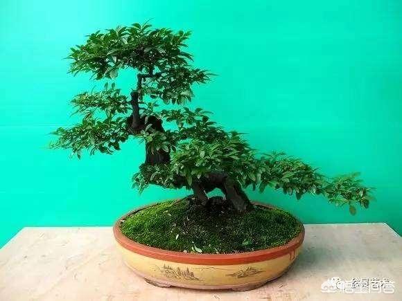 金叶女贞图片叶子:小叶女贞盆栽有的小芽为什么干死？