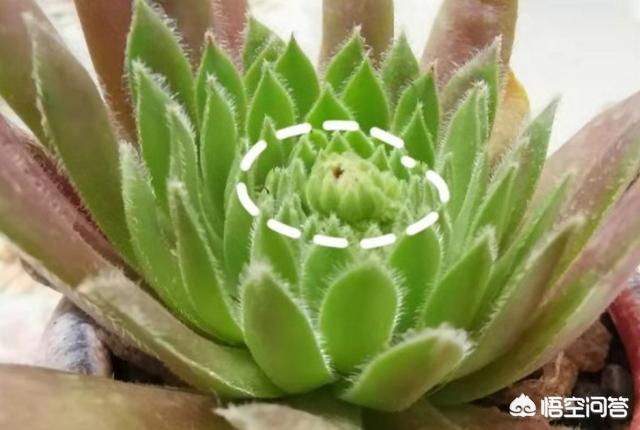 紫牡丹是长生草属吗:我的多肉紫牡丹这是要开花了吗？开花后会不会死？应该怎么办？
