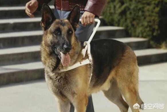 德国牧羊犬怎样训练放羊:农村山林专门赶羊买什么狗好？
