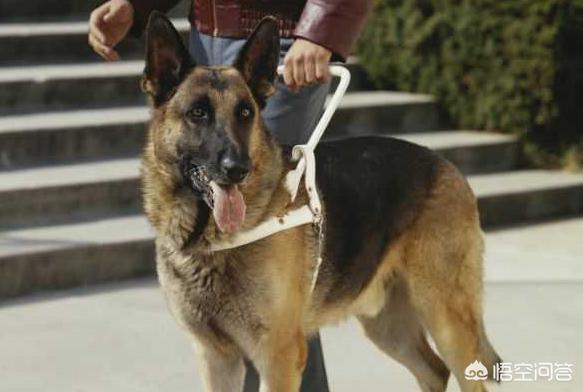 德国牧羊犬阿托斯百度百科:德国牧羊犬可以担任什么工作？