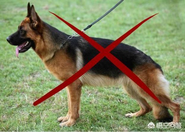德国牧羊犬怎样训练放羊:农村山林专门赶羊买什么狗好？
