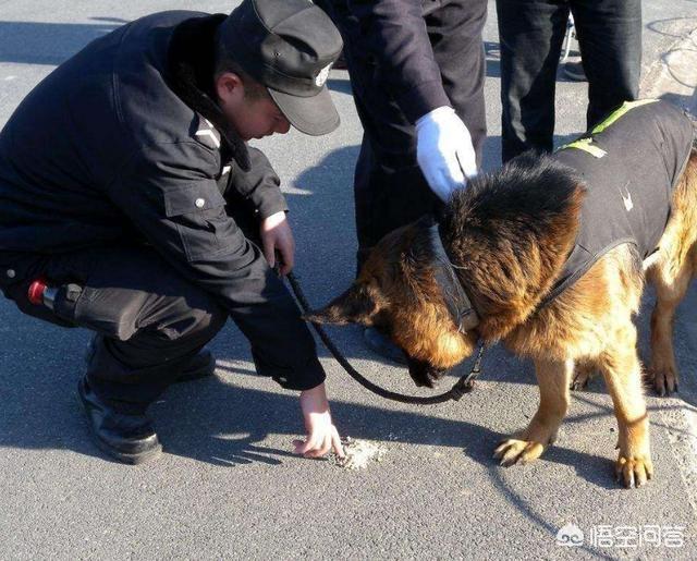 德国牧羊搜救犬视频:德国牧羊犬可以担任什么工作？ 德国牧羊犬训练成搜救犬基地