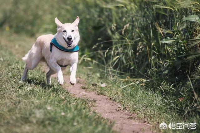 宠物狗训练软件:怎样训练狗狗不在家里大小便？