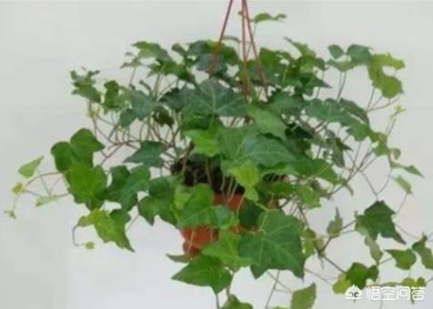 观叶植物:观叶植物的叶子为啥长不大？