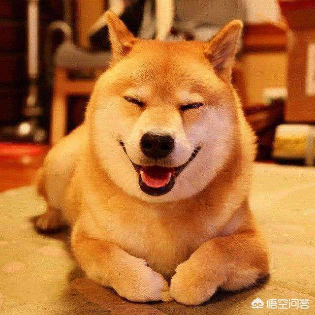 南京柴犬价格:帮我看看哪只柴犬品相好，是不是纯种柴犬？