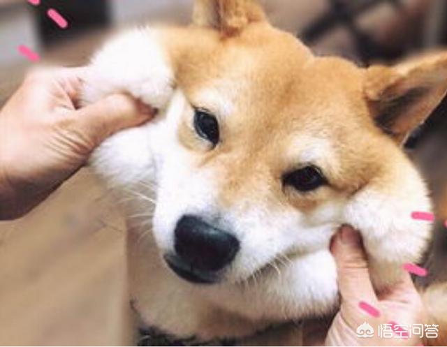 南京柴犬价格:帮我看看哪只柴犬品相好，是不是纯种柴犬？