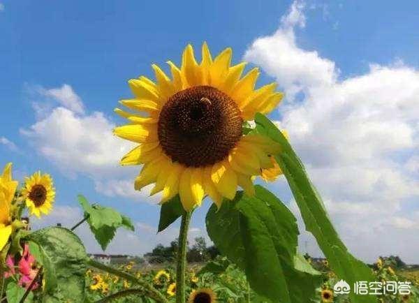夏天的向日葵怎么拍好看？