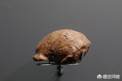 马鹿洞人:人类的祖先究竟是山顶洞人还是吃人的智人呢？你怎么看？