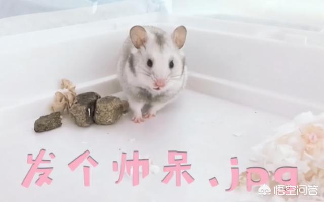 湿尾病怎吗治:夏天到了，怎样预防仓鼠湿尾病呢？