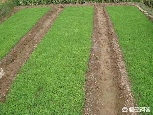 旱育秧和水育秧 水稻的水育秧跟旱育秧有什么区别，哪一种好？