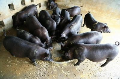 黑猪品种哪个最好，有人说，农村人养殖的黑猪肉价比白猪肉贵一倍，这是为什么？