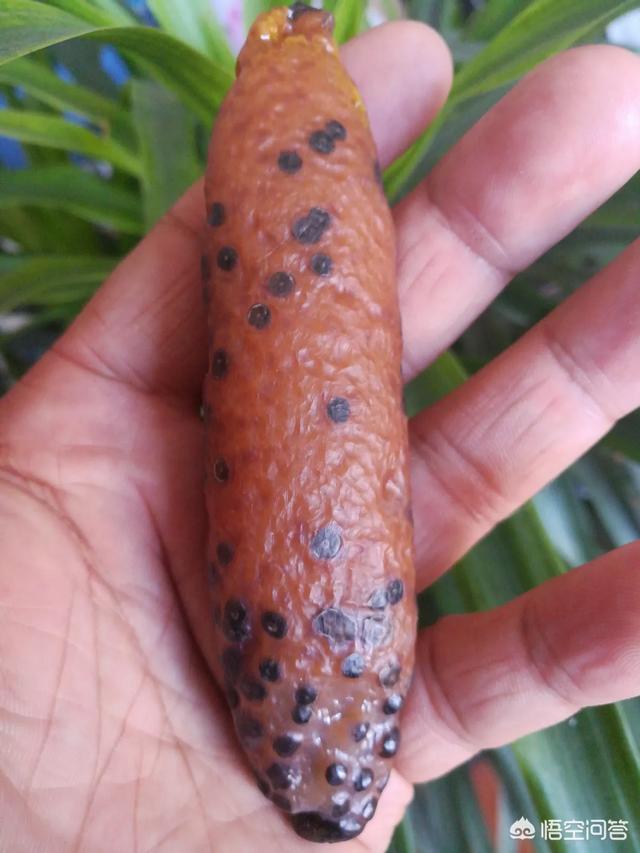 小鸡出壳岁月东坡肉神鹰金元宝几件亿元奇石客观地评价哪个价值更高呢